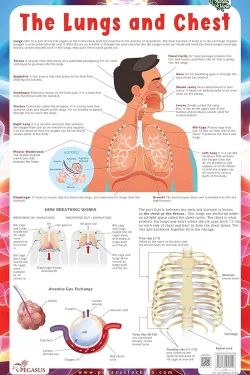 Lungs - Thick Laminated Primary Chart