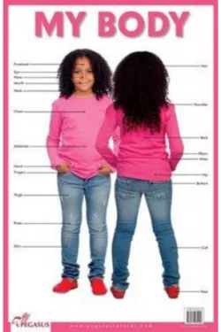 My Body (Educational Charts Series)