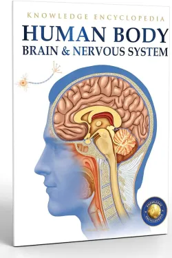 Human Body: Brain And Nervous System (Knowledge Encyclopedia For Children)